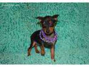 Miniature Pinscher Puppy for sale in Conway, MO, USA