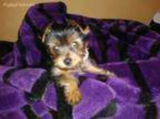 Yorkshire Terrier Puppy for sale in Eagle Creek, OR, USA