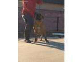 Boerboel Puppy for sale in Lemon Grove, CA, USA