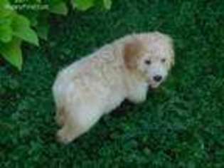 Mutt Puppy for sale in West Lafayette, OH, USA