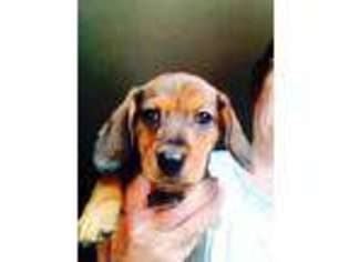 Dachshund Puppy for sale in NORTHBOROUGH, MA, USA