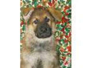 German Shepherd Dog Puppy for sale in MCHENRY, IL, USA