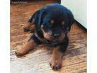 Rottweiler Puppy for sale in Naples, NY, USA