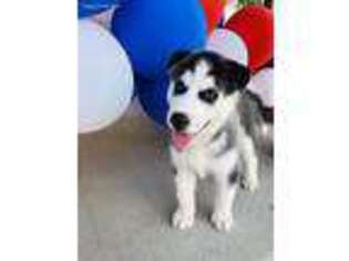 Siberian Husky Puppy for sale in Clayton, OH, USA