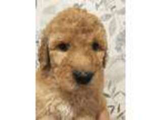 Goldendoodle Puppy for sale in Tippecanoe, IN, USA