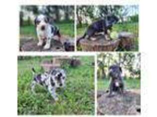 Catahoula Leopard Dog Puppy for sale in Cumby, TX, USA