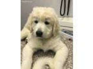 Mutt Puppy for sale in Nevada, TX, USA