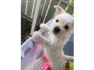 West Highland White Terrier Puppy for sale in Clearwater, FL, USA
