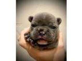 French Bulldog Puppy for sale in Lubbock, TX, USA
