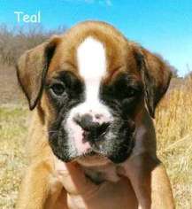Boxer Puppy for sale in China Grove, NC, USA