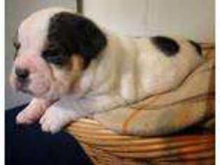 Olde English Bulldogge Puppy for sale in Waverly, TN, USA