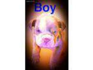 Bulldog Puppy for sale in Talladega, AL, USA