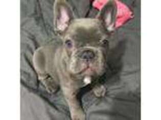 French Bulldog Puppy for sale in Manchester, IA, USA