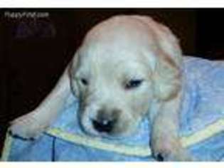 Golden Retriever Puppy for sale in Thomasville, GA, USA