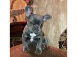 French Bulldog Puppy for sale in East Pittsburgh, PA, USA