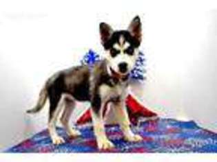 Siberian Husky Puppy for sale in Temecula, CA, USA