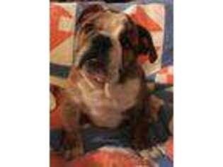 Bulldog Puppy for sale in Cabool, MO, USA