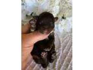 Mutt Puppy for sale in Spiro, OK, USA