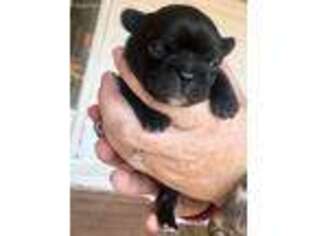 French Bulldog Puppy for sale in Bismarck, MO, USA