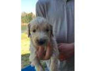 Goldendoodle Puppy for sale in Union, MS, USA