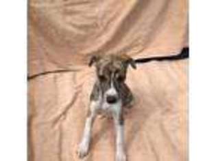Whippet Puppy for sale in Frankfort, MI, USA