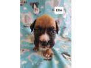 Boxer Puppy for sale in Cocoa, FL, USA