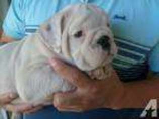 Bulldog Puppy for sale in PFAFFTOWN, NC, USA