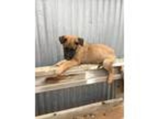 Belgian Malinois Puppy for sale in Grand Junction, CO, USA