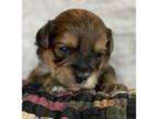 Poovanese Puppy for sale in Avilla, IN, USA