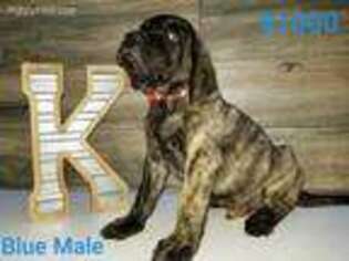 Mastiff Puppy for sale in Wichita Falls, TX, USA