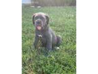 Neapolitan Mastiff Puppy for sale in Lowry City, MO, USA