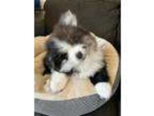 Pomeranian Puppy for sale in Chino, CA, USA