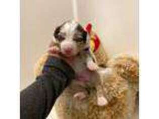 Miniature Australian Shepherd Puppy for sale in San Diego, CA, USA