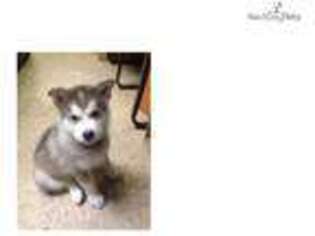 Wolf Hybrid Puppy for sale in Fredericksburg, VA, USA