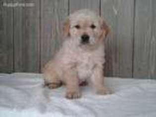 Golden Retriever Puppy for sale in Salmon, ID, USA