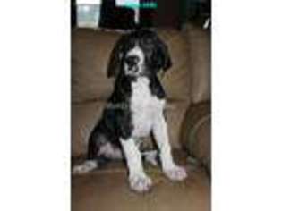 Great Dane Puppy for sale in Lake Park, GA, USA