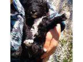 Portuguese Water Dog Puppy for sale in Versailles, MO, USA