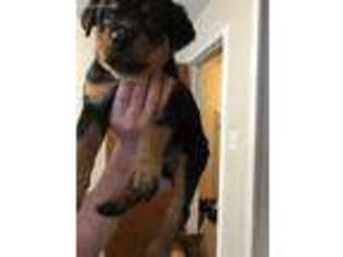 Rottweiler Puppy for sale in Albuquerque, NM, USA