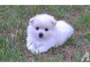 Pomeranian Puppy for sale in VIRGINIA BEACH, VA, USA