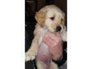 Golden Retriever Puppy for sale in Pierpont, OH, USA