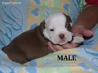 Olde English Bulldogge Puppy for sale in Wellston, OK, USA