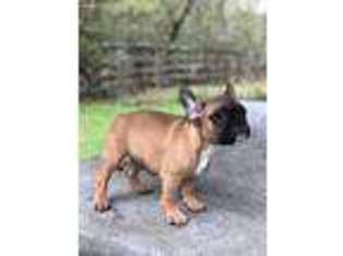 French Bulldog Puppy for sale in Marietta, GA, USA