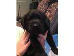 Labrador Retriever Puppy for sale in Turkey, NC, USA
