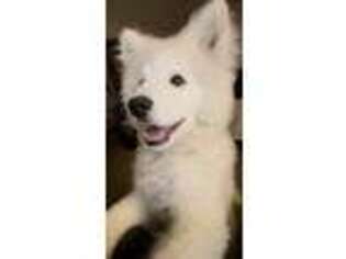 Samoyed Puppy for sale in Ladson, SC, USA