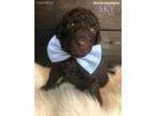 Goldendoodle Puppy for sale in Portland, OR, USA