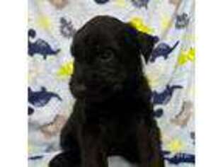 Mutt Puppy for sale in Huntington, IN, USA