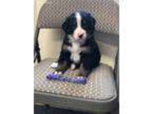 Bernese Mountain Dog Puppy for sale in Delton, MI, USA