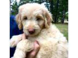 Goldendoodle Puppy for sale in Terry, MS, USA