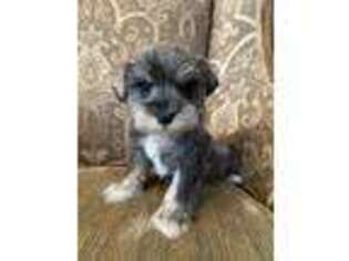 Mutt Puppy for sale in The Rock, GA, USA