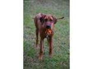 Rhodesian Ridgeback Puppy for sale in Lithia, FL, USA